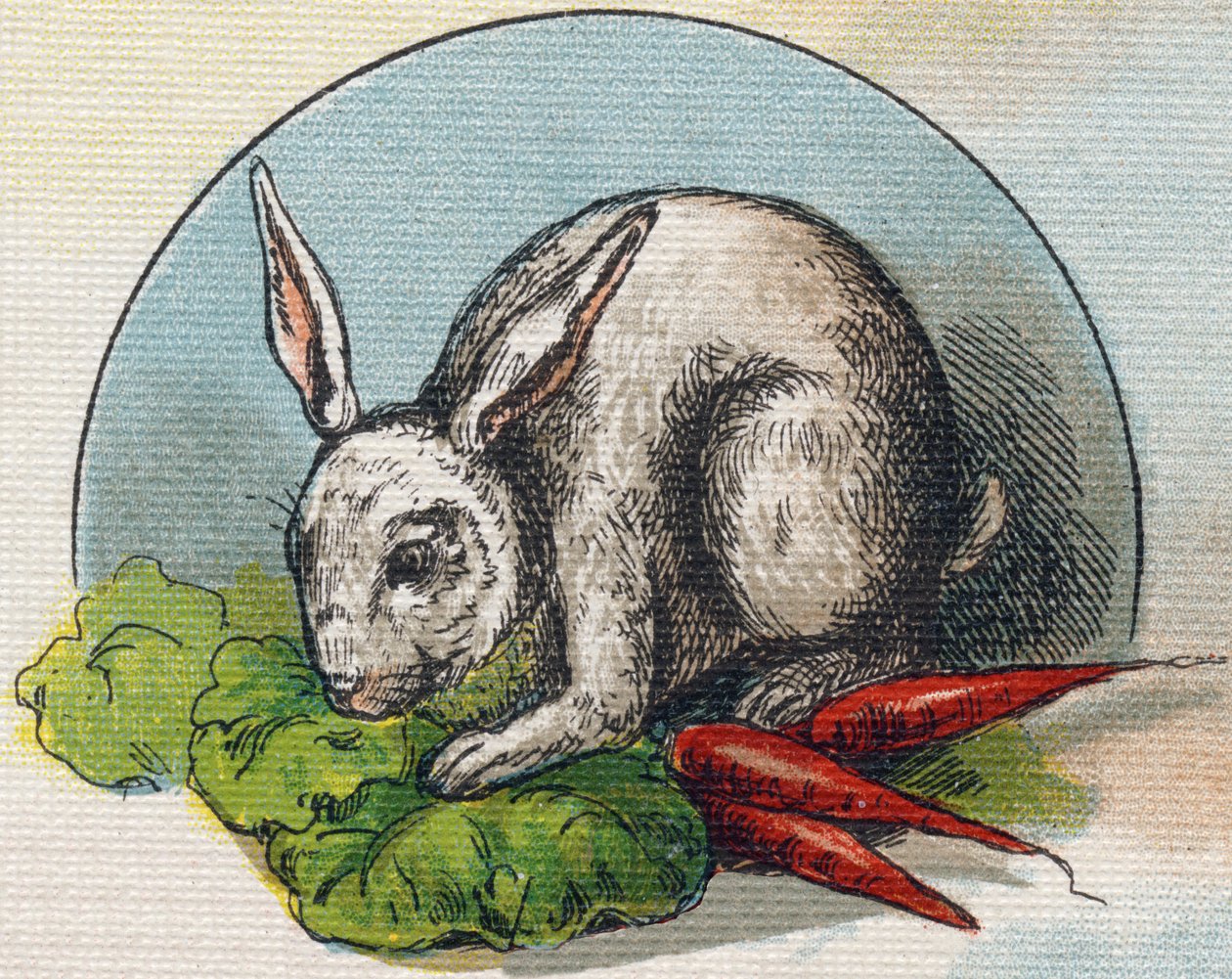 Conejo comiendo una zanahoria. Grabado en "Alphabet de ma petite fille". Bernardin-Bechet y Fils, libreros-editores, París, alrededor de 1895. Álbum irrompible en lienzo. Bibliothèque des Bébés. 12 páginas. Álbum que contiene un método de lectura y un abec de Unbekannt