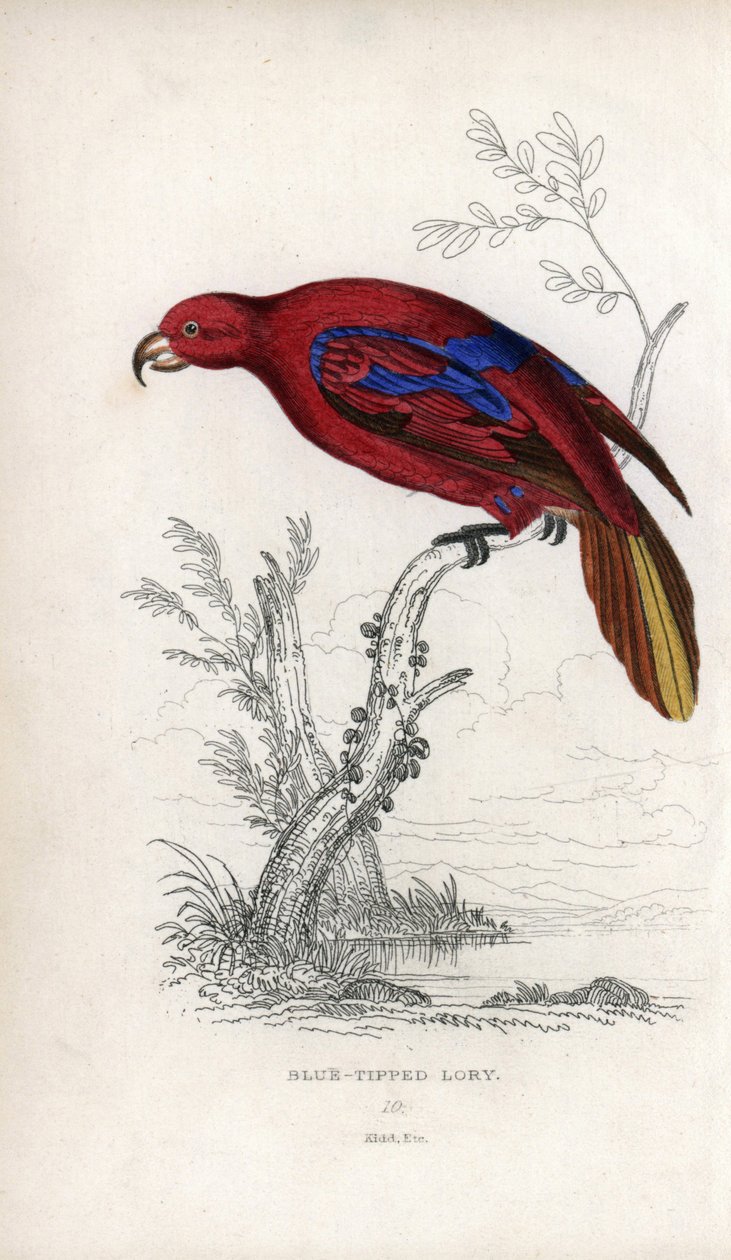 Lori rojo, Eos rubra. Psittacus caeruleatus. Litografía de Joseph Kidd, basada en un dibujo de John Audubon, en Miscellany of Natural History: Parrots, Sir Thomas DiK Lauder and Captain Thomas Brown, publicada en Edimburgo, Escocia, en 1833. de Unbekannter Künstler