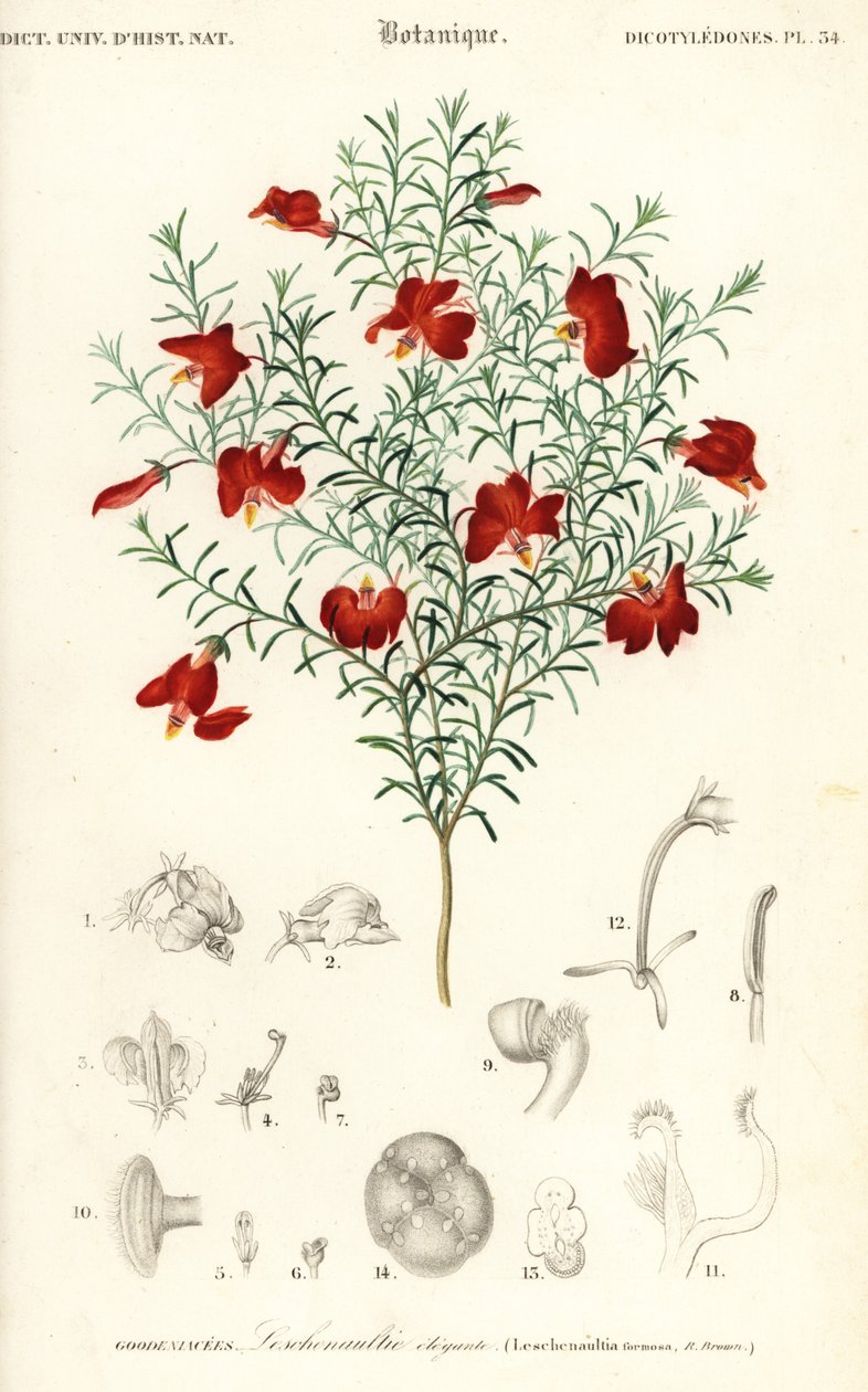 Leschenaultia roja, Leschenaultia formosa.,1849 (grabado) de Unbekannter Künstler