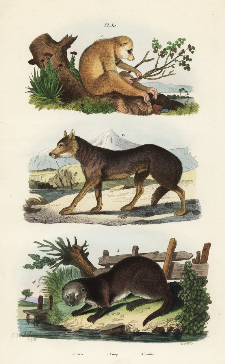 Loris esbelto rojo, Loris tardigradus en peligro 1, lobo, Canis lupus 2 y nutria euroasiática, Lutra lutra 3 de Unbekannt