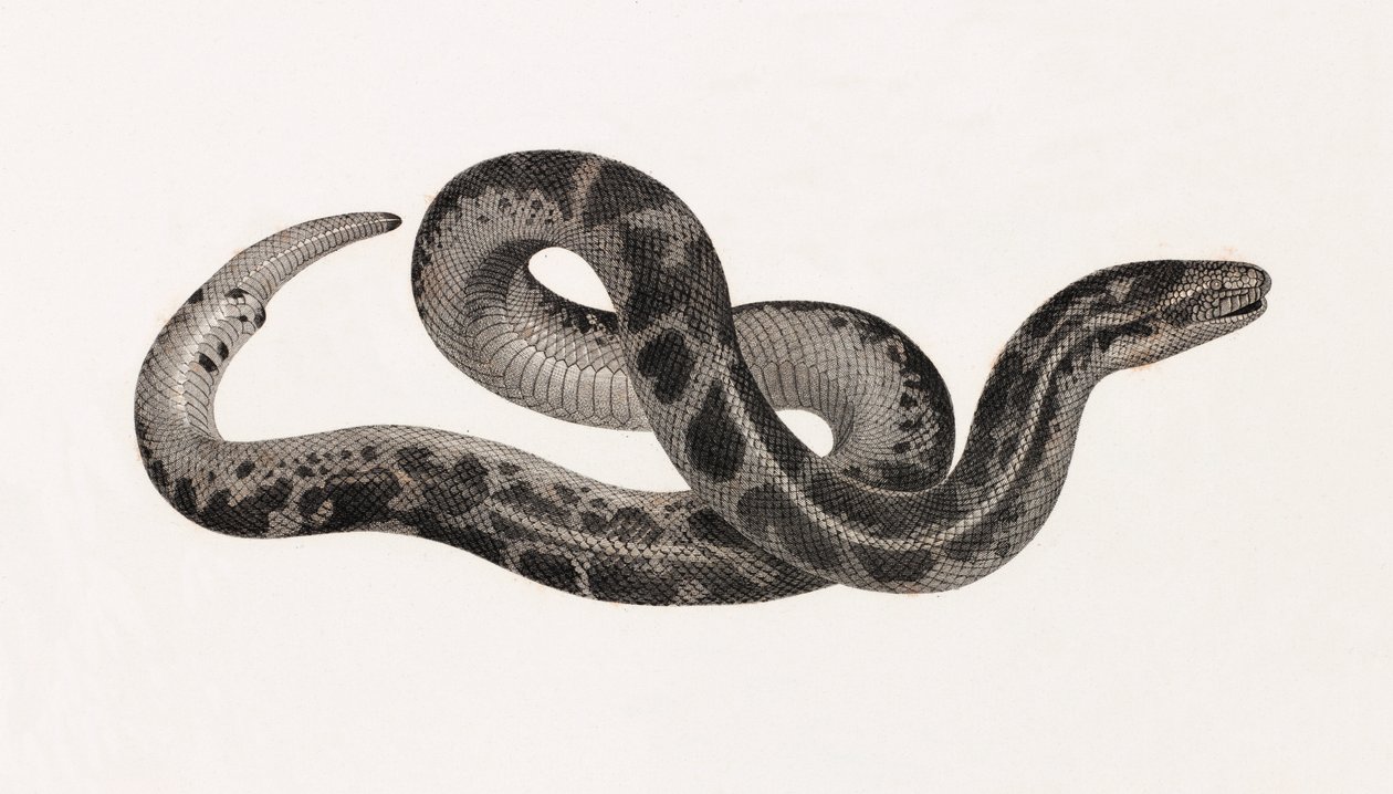Reptiles: una serpiente de Tebaida de Unbekannt