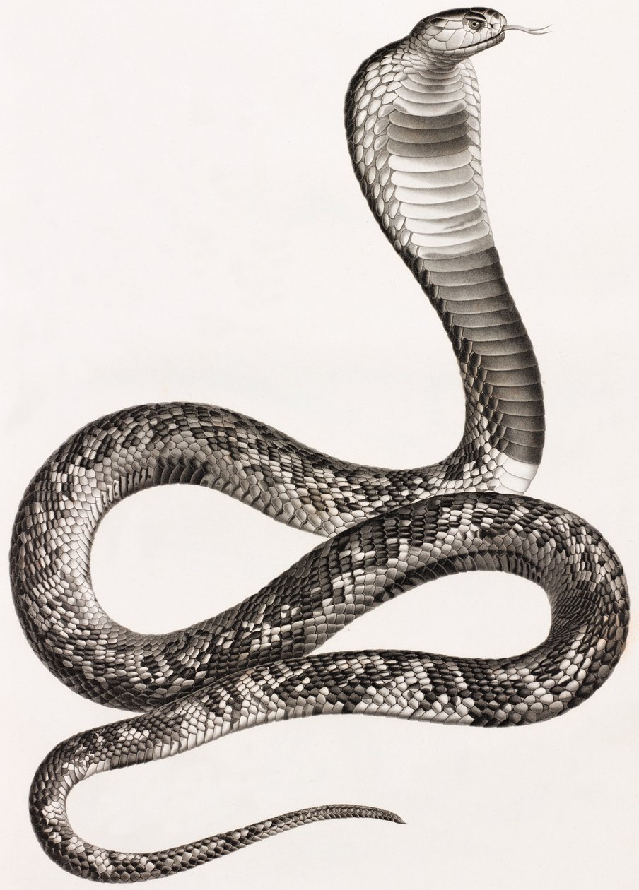 Reptiles: una áspid de Unbekannt