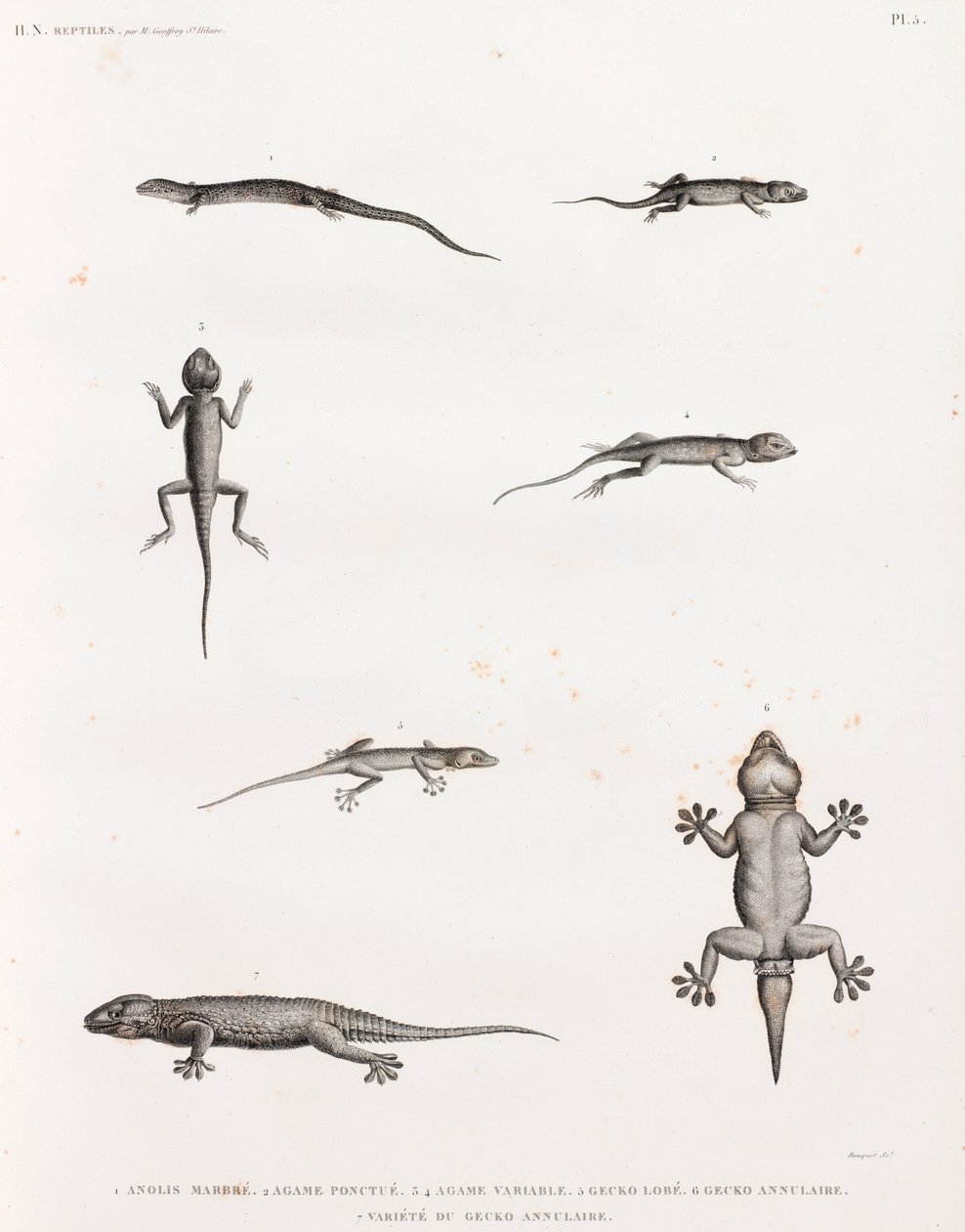 Reptiles: Lagartos y gecos de Unbekannt