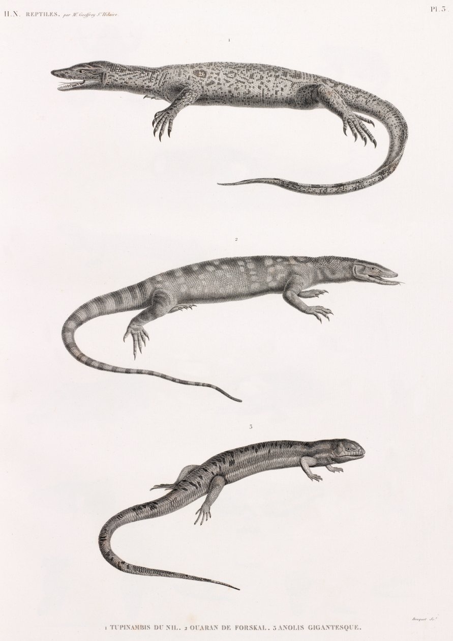 Reptiles: Tupinambis del Nilo de Unbekannt