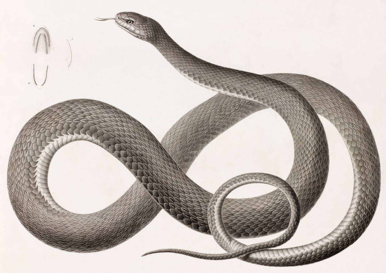 Reptiles: una imagen de cerca de una ilustración de una serpiente de Unbekannt