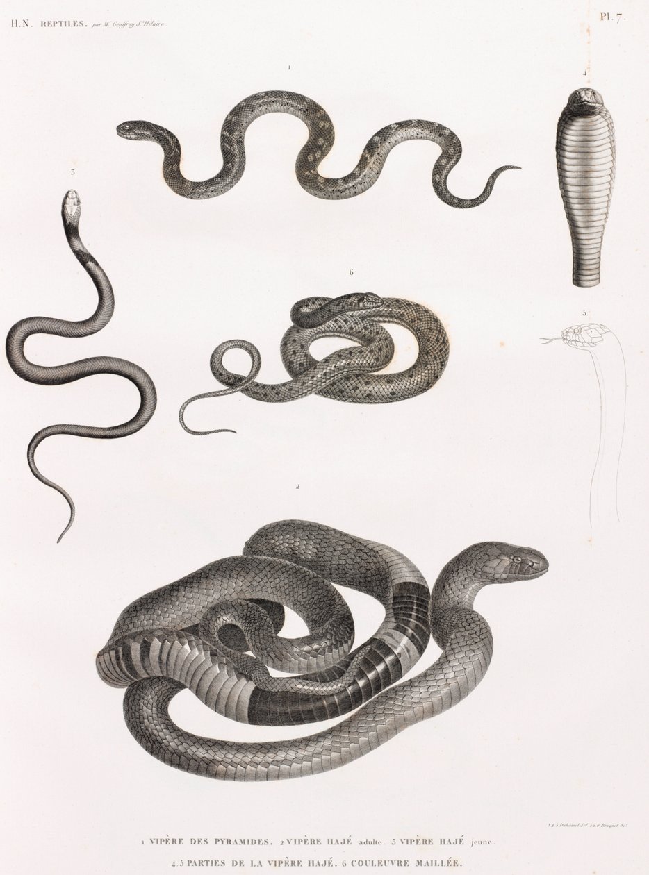 Reptiles: serie de ilustraciones de serpientes de Unbekannt