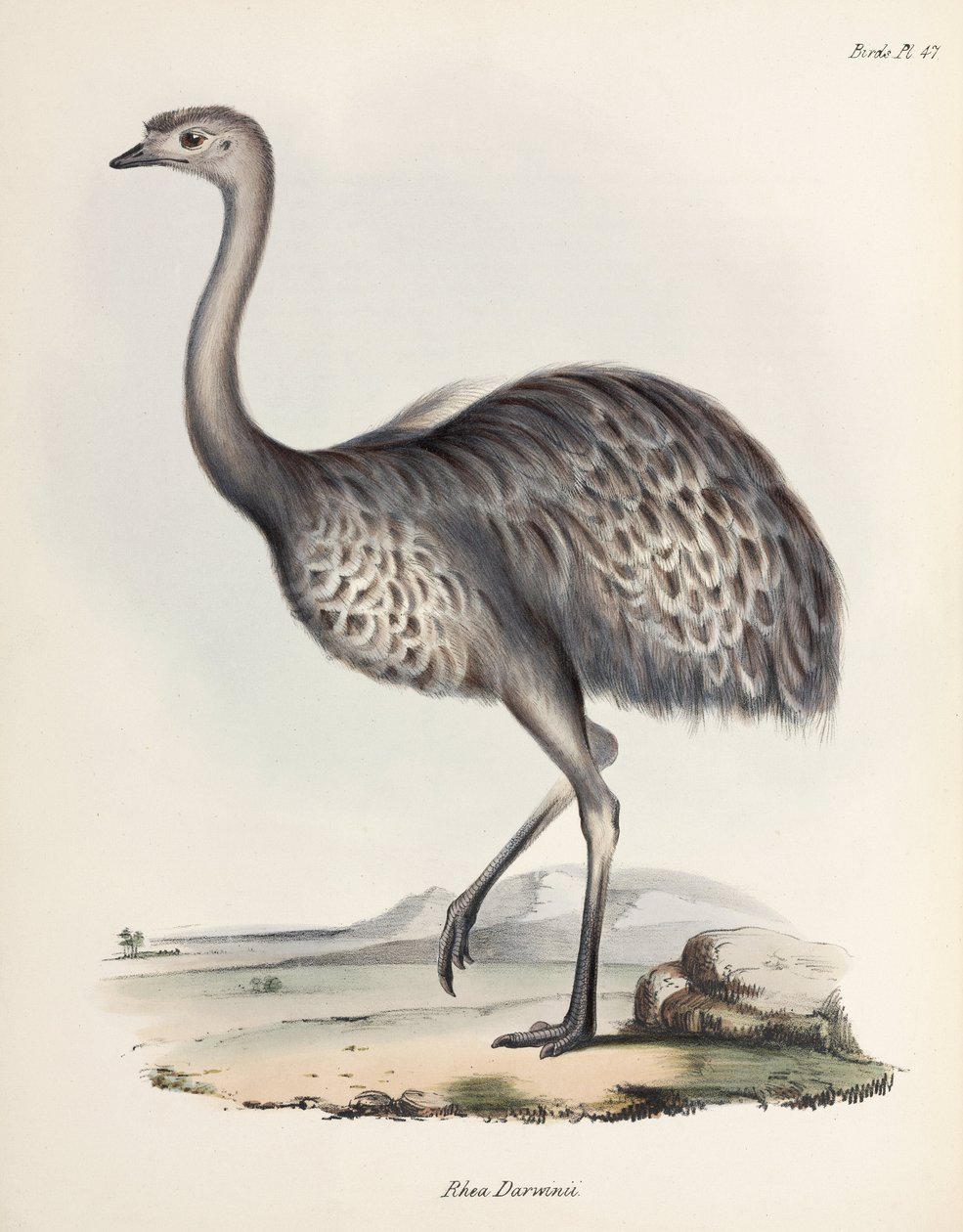 Rea, América del Sur, c 1832-1836 de Unbekannter Künstler