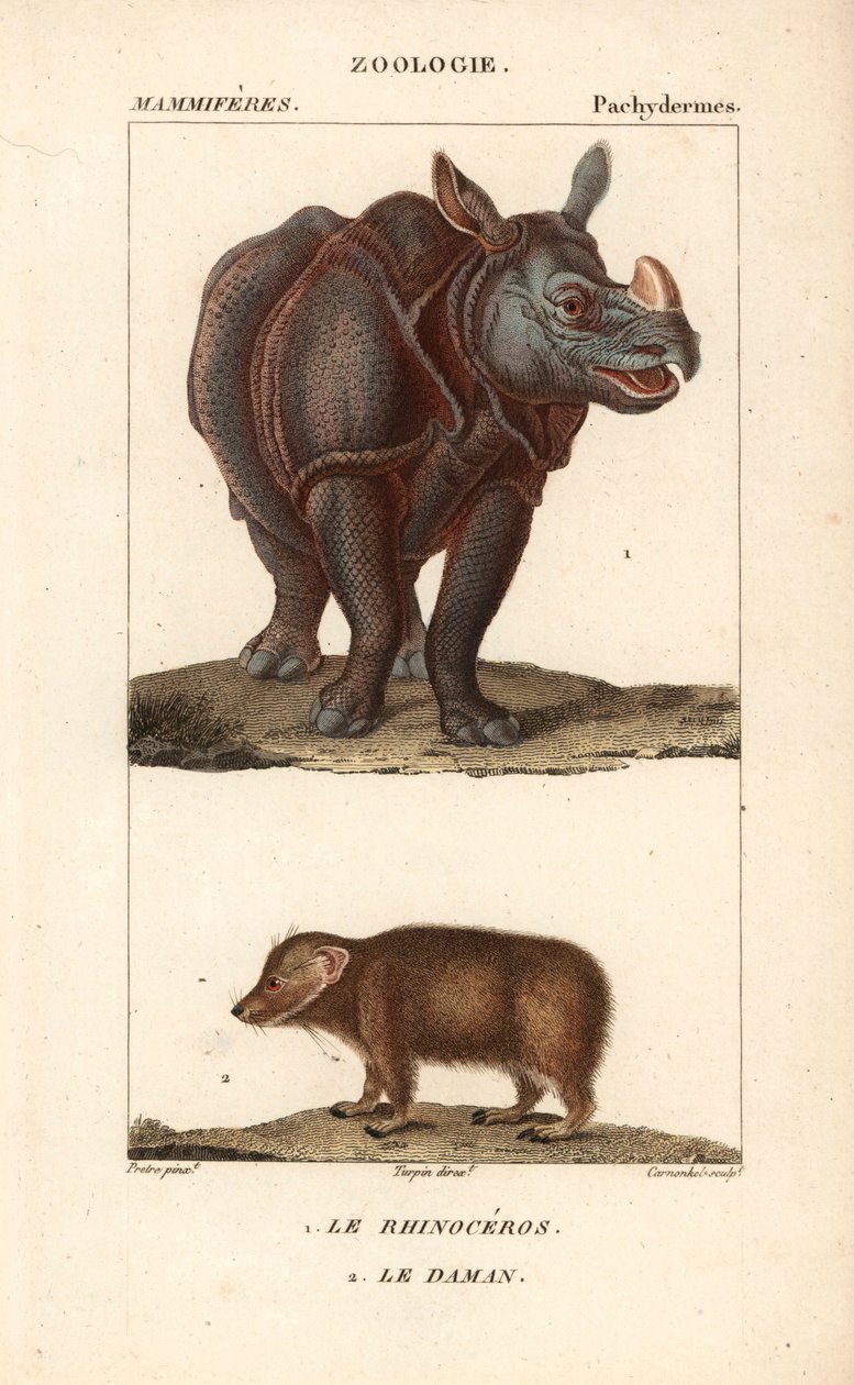 Rhinoceros et daman ou clade - Eau forte de Jean Gabriel Pretre (1780-1845), grabado por Carnonkel, para el diccionario de ciencias naturales: mamíferos de Frédéric Cuvier, editado por Pierre Jean Francois Turpin (1775-1840), publicado por F.G.Levrault, en de Unbekannter Künstler