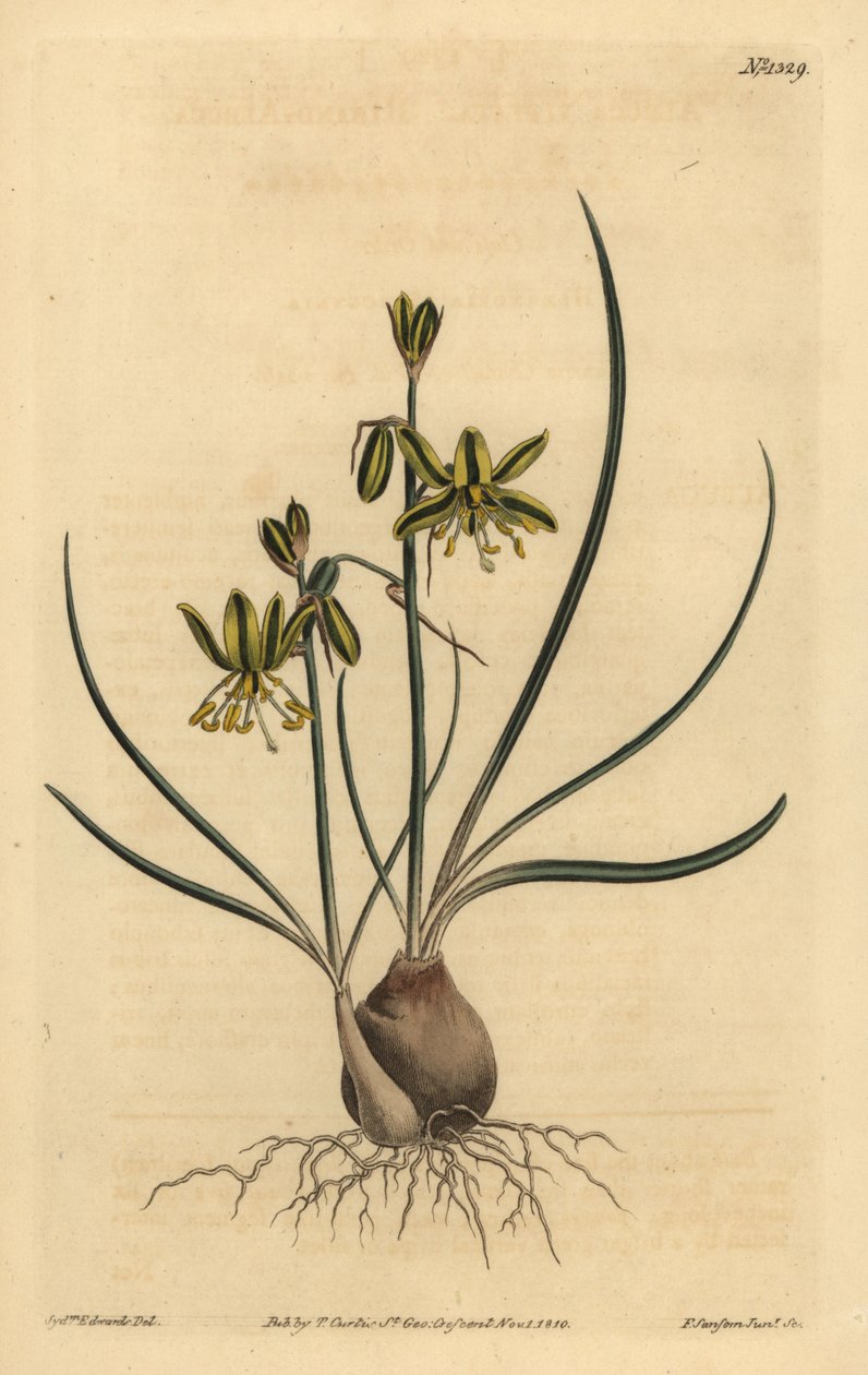 Albuca riband, Albuca vittata de Unbekannt