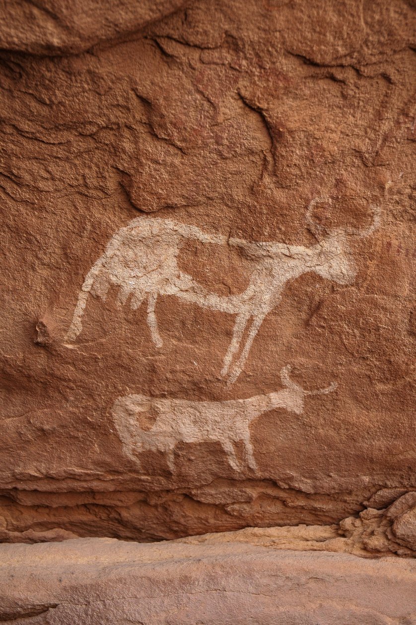 Arte rupestre, Prehistoria: Pintura rupestre de dos vacas con cuernos grandes en un refugio ornamentado, en el macizo de Uweinat, Sudán (Karkur-Talh o Karkur Talh). Período de 8000 a 3000 años a.C. Fotografía de Unbekannt