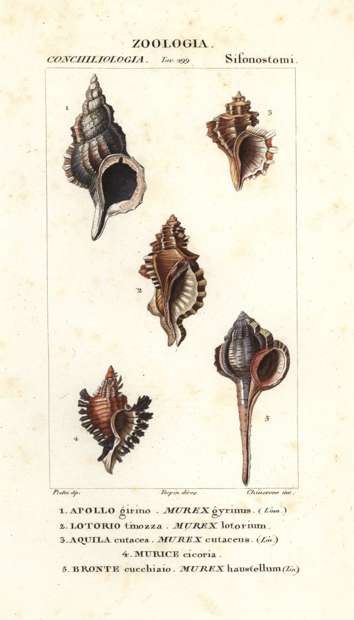 Caracoles de roca del "Diccionario de Ciencias Naturales" de Jussieu, Florencia, Italia de Unbekannter Künstler