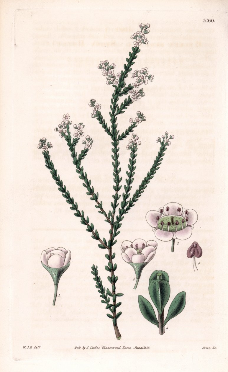 Rock thryptomene, Thryptomene saxicola (Arbusto rocoso del suroeste de Australia) (Baeckea pétrea, Baeckea saxicola). Grabado en cobre coloreado a mano por Swan a partir de una ilustración de William Jackson Hooker del "Botanical Magazine" de Samuel Curtis de Unbekannter Künstler