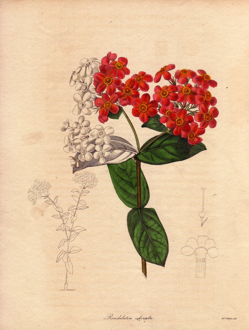 Rondeletie ecarlata o fragante (Rondeletia odorata). Arbusto originario de Panamá y Cuba, arbustivo y perennifolio, mide de 2 a 3 metros de altura y florece en primavera de flores rosas y amarillas anaranjadas, muy olorosas. Ilustración de Augusta Innes Wi de Unbekannter Künstler