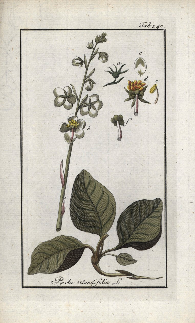 Pirola de hoja redonda (Pyrola rotundifolia). Litografía de "Afbeelding der Artseny-Gewassen" de Johannes Zorn (1739-1799), Países Bajos. de Unbekannter Künstler
