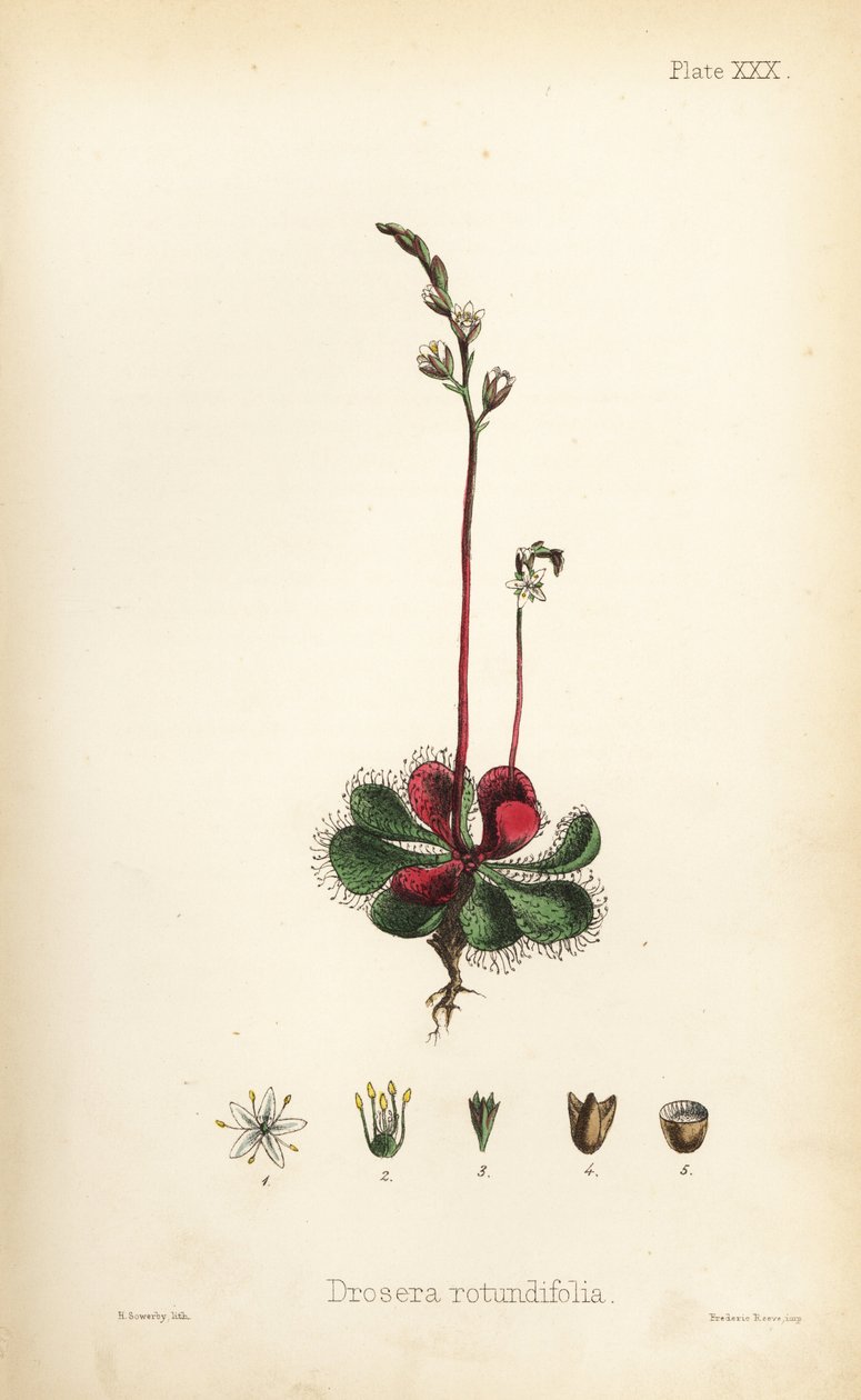 Drosera de hoja redonda, Drosera rotundifolia. Litografía coloreada a mano por Henry Sowerby de la Flora Homeopathica de Edward Hamilton, Bailliere, Londres. de Unbekannter Künstler
