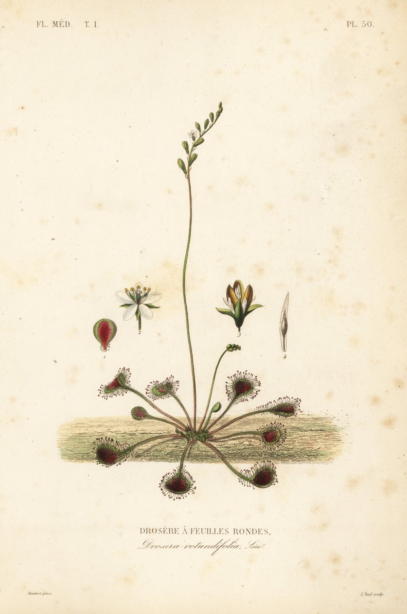 Rocío de sol de hojas redondas, Drosera rotundifolia de Unbekannt