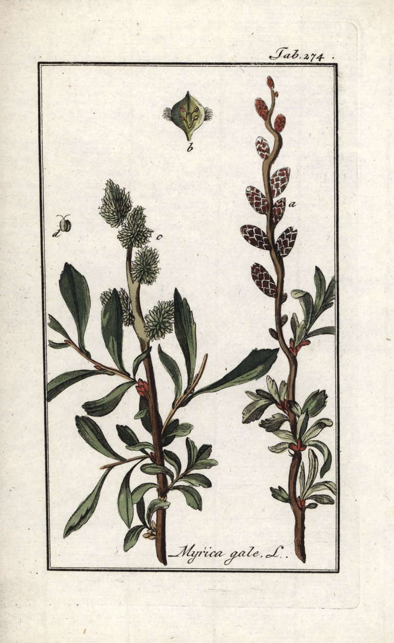 Pimienta real o mirto de los pantanos (Myrica gale). Litografía de "Afbeelding der Artseny-Gewassen" de Johannes Zorn (1739-1799), Países Bajos. de Unbekannter Künstler