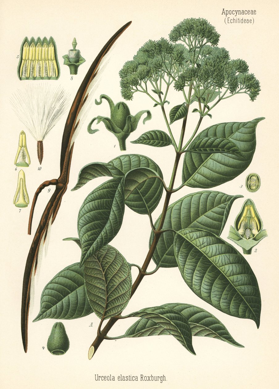 Árbol del caucho, Urceola elastica. Cromolitografía según una ilustración botánica de Hermann Adolph Koehler