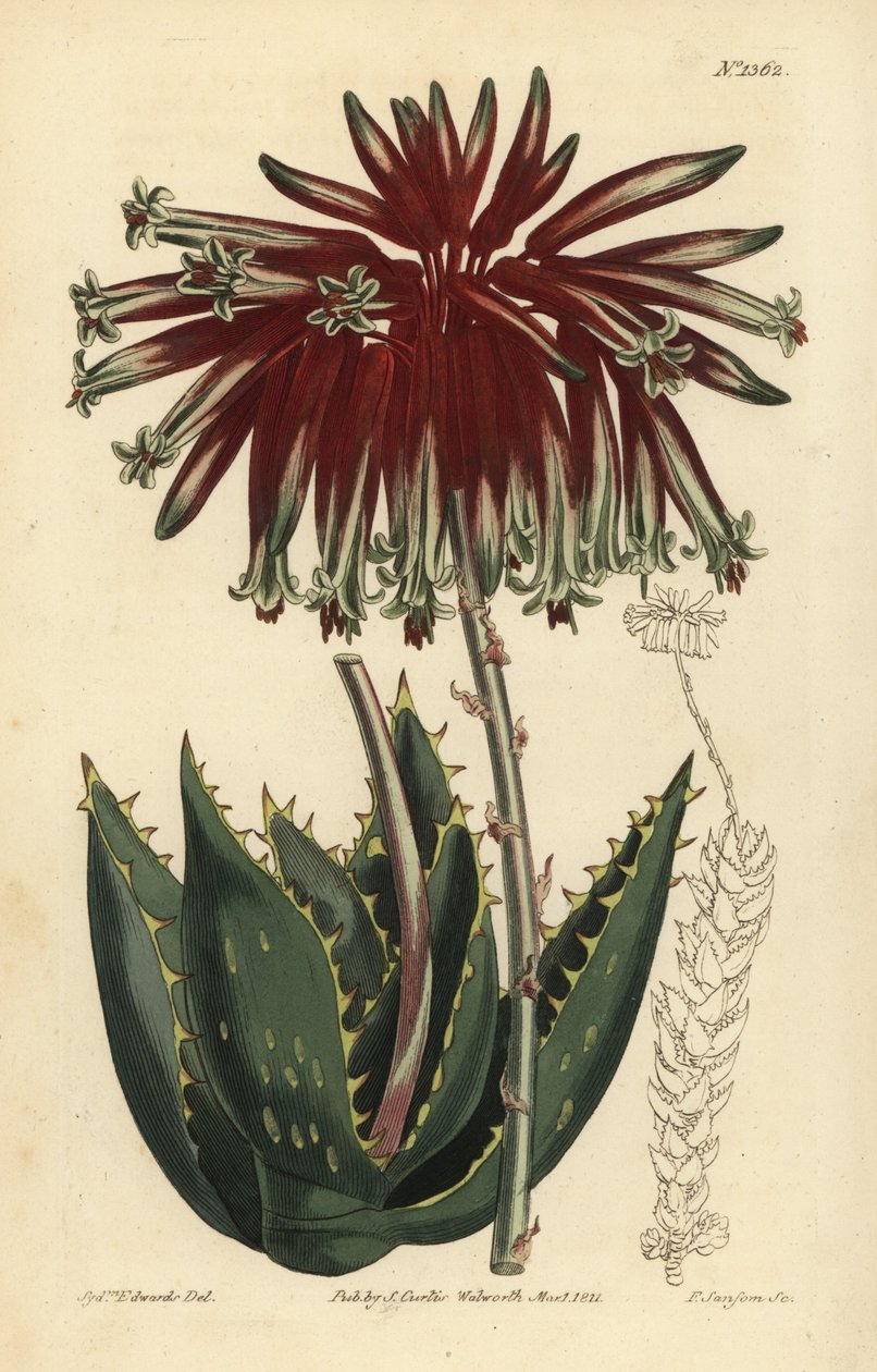 Áloe escombro o áloe mitra, Aloe perfoliata de Unbekannt