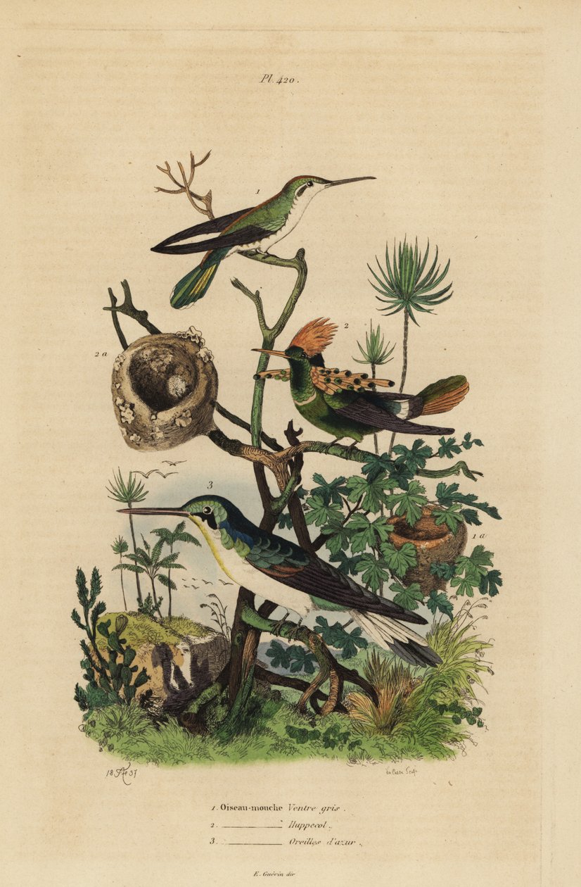 Colibrí de cola rufa, Amazilia tzacatl, coqueta crestada, Lophornis ornatus, y hada de orejas negras, Heliothryx auritus Oiseau-mouche ventre gris, huppe col, oreilles d