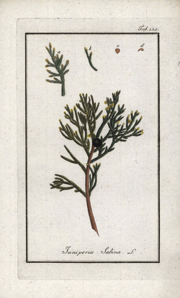 Enebro sabino (Juniperus sabina). Litografía de "Afbeelding der Artseny-Gewassen" de Johannes Zorn (1739-1799), Países Bajos. de Unbekannter Künstler