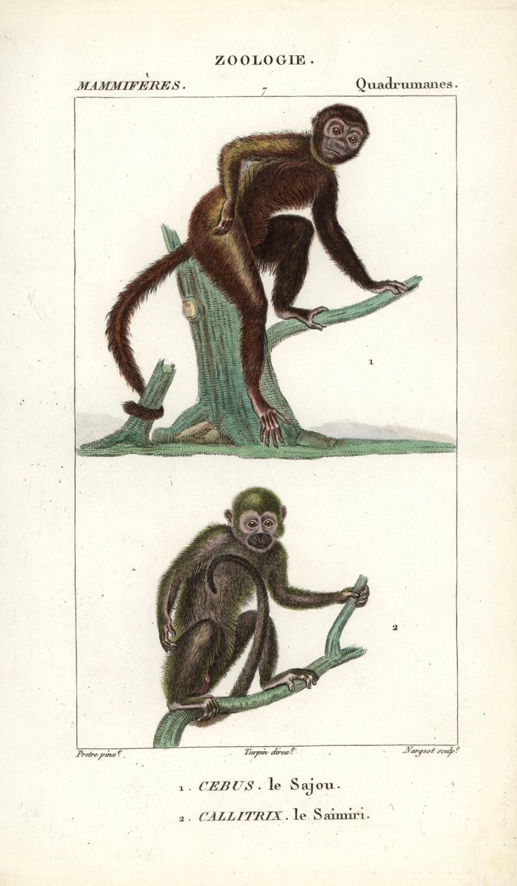 Sajou o saphogano o capuchino y saimiri o mono ardilla - Eau forte de Jean Gabriel Pretre (1780-1845), grabado por Carnonkel, para el diccionario de ciencias naturales: mamíferos de Frederic Cuvier, editado por Pierre Jean Francois Turpin (1775-1840), publ de Unbekannter Künstler