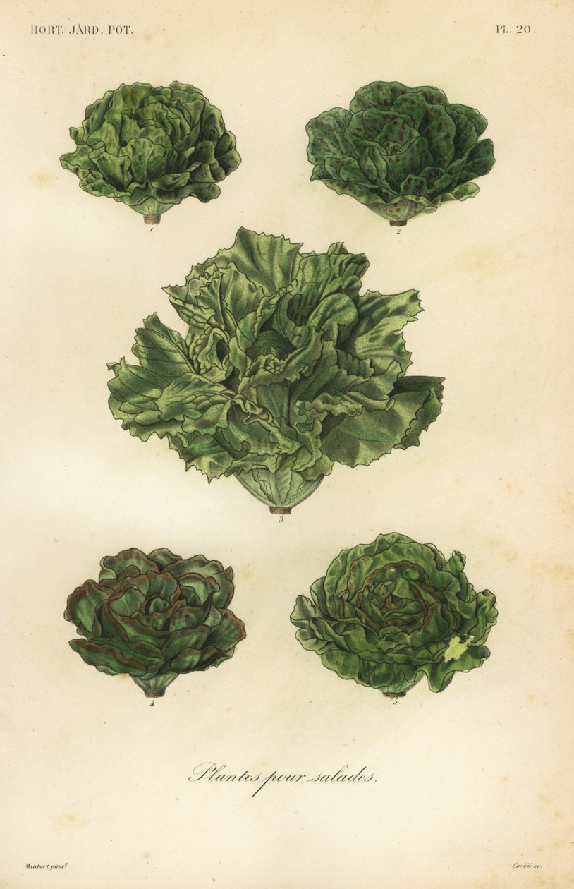 Verduras para ensaladas, plantes pour salades de Unbekannt