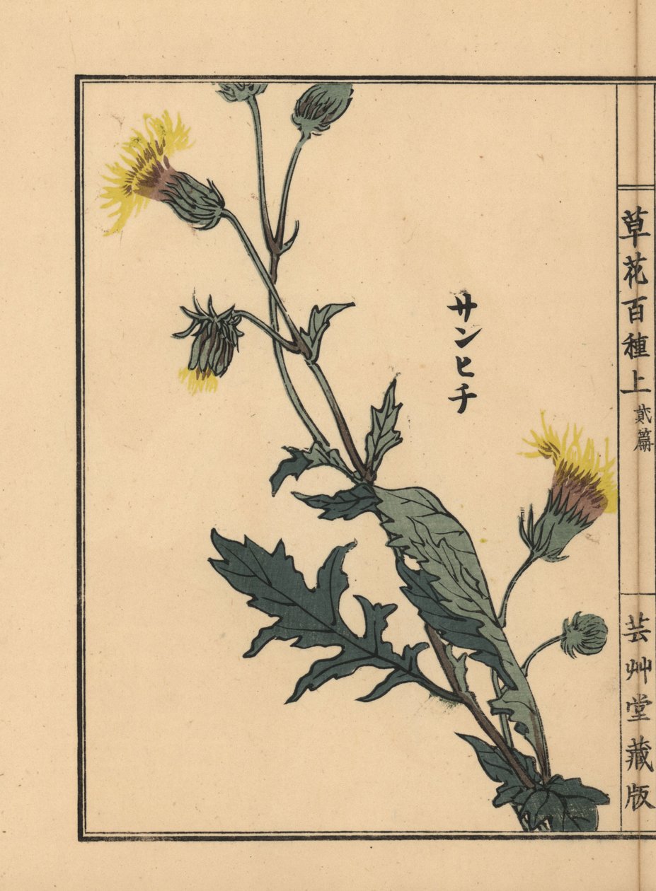 Sanhichisou o pasión púrpura japonesa, Gynura japonica. Grabado en madera coloreado a mano por Kono Bairei de Kusa Bana Hyakushu (Cien variedades de flores), Tokio, Yamada. de Unbekannter Künstler