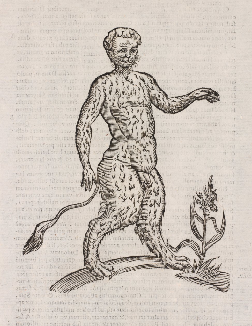 Satyri altera species de Unbekannt