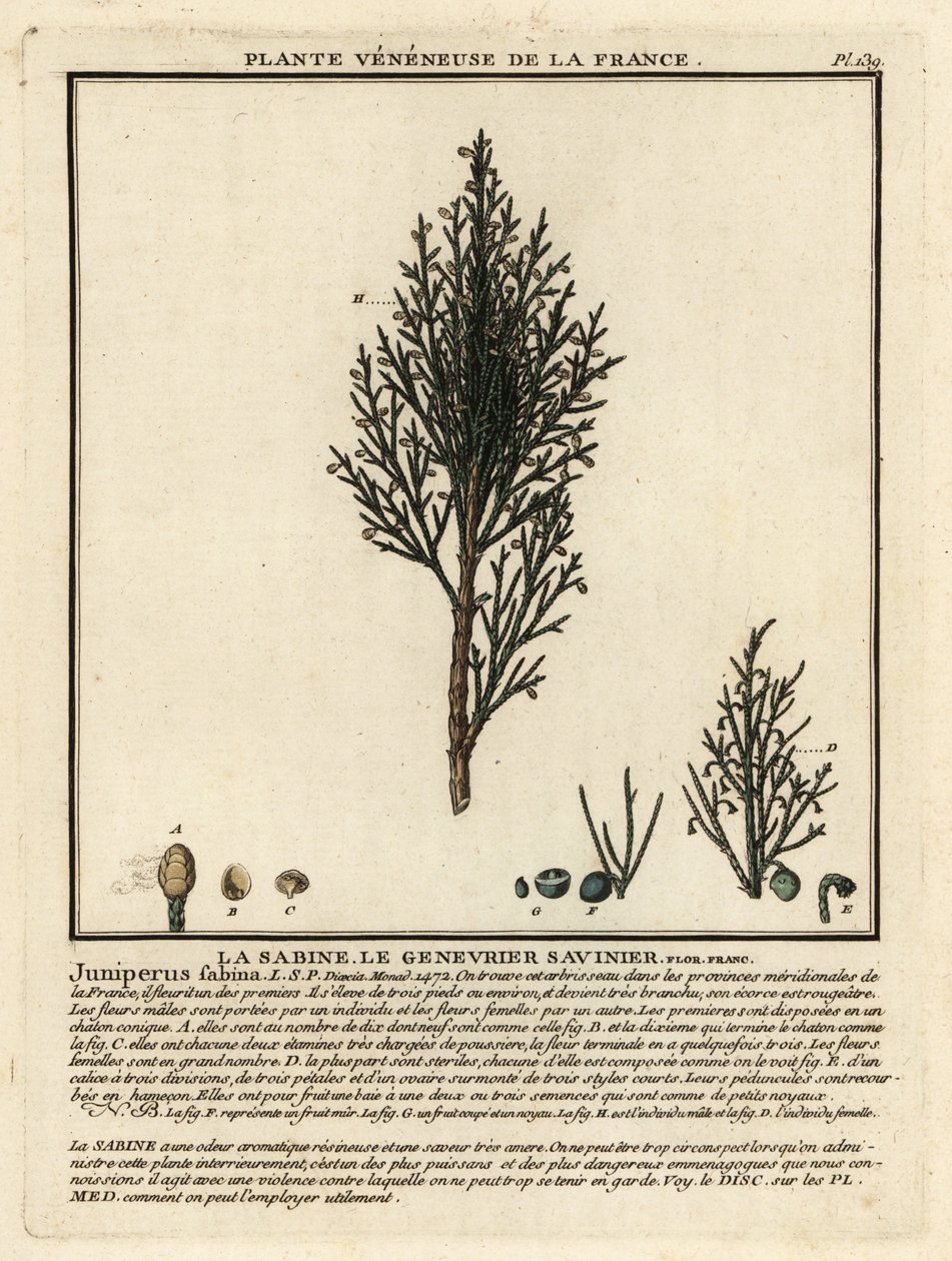 Savin enebro o sabina, Juniperus sabina. de Unbekannter Künstler