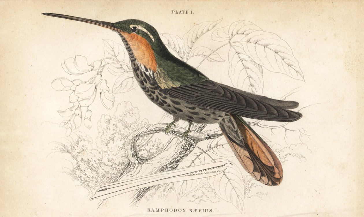 Ermitaño pico de sierra, Ramphodon naevius (Spotted saw-billed hummingbird). Grabado en acero coloreado a mano por William Lizars de la Naturalist