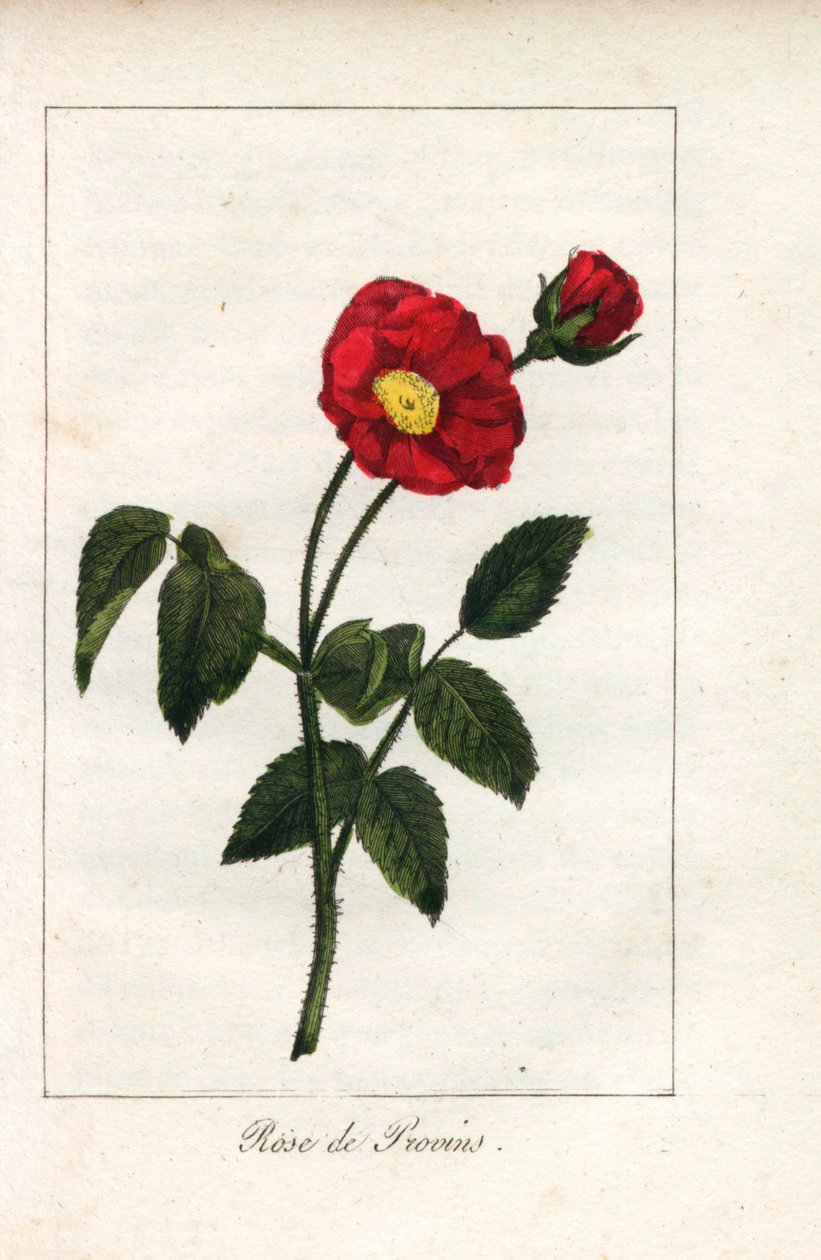 Rosa escarlata de Provenza, rosa de Provins, Rosa gallica. Grabado en cobre coloreado a mano de una ilustración de la Srta. Prudhomme de "Hommage rendu a la Rose", París, hacia 1815. Libro de regalo con la historia de la rosa y una docena de miniaturas bot de Unbekannter Künstler