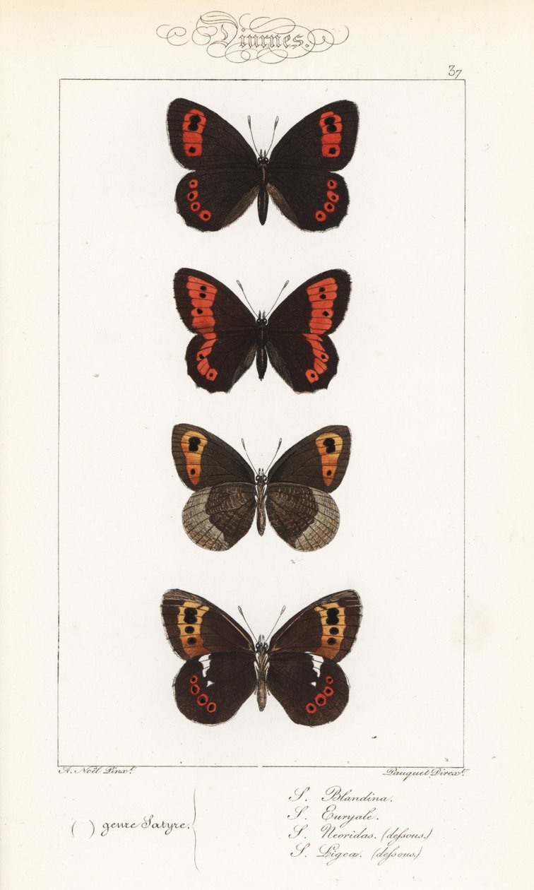 Argus escocés, Erebia aethiops, camachuelo grande, Erebia euryale, camachuelo otoñal, Erebia neoridas (ventral), y castaño de Arran, Erebia ligea (ventral). Grabado en acero coloreado a mano por los hermanos Pauquet a partir de una ilustración de Alexis Ni de Unbekannter Künstler