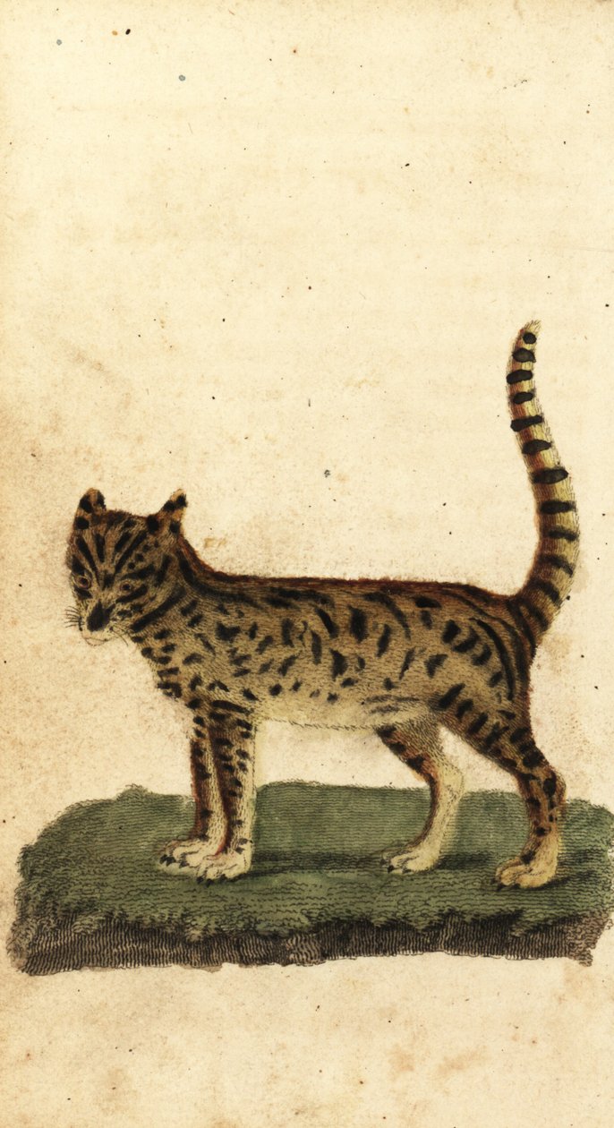 Serval, Leptailurus serval.,1800 (grabado) de Unbekannter Künstler