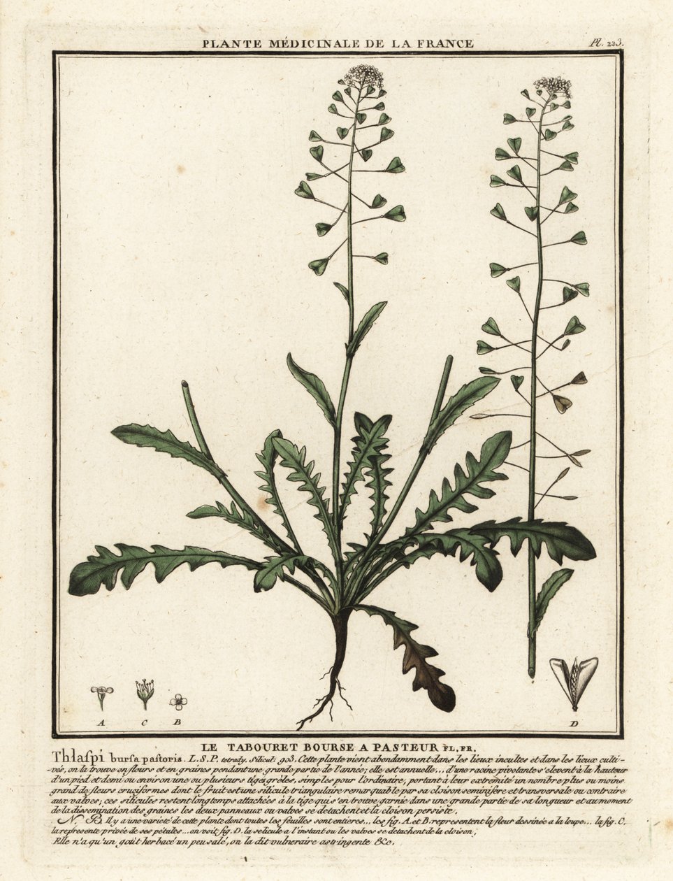 Bolsa de pastor, Capsella bursa-pastoris. de Unbekannter Künstler