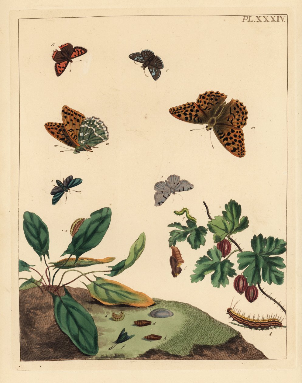 Kaisermantel, Argynnis paphia, und andere. Handkolorierte Lithographie von Unbekannter Künstler