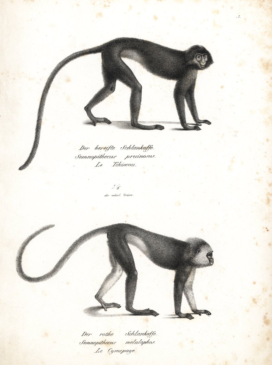 Lutung plateado, Trachypithecus cristatus (Semnopithecus pruinosus) y surili de Sumatra, Presbytis melalophos (Semnopithecus melalophos) en peligro de extinción. Litografía de Karl Joseph Brodtmann de la Historia natural ilustrada de los animales de Heinri de Unbekannter Künstler