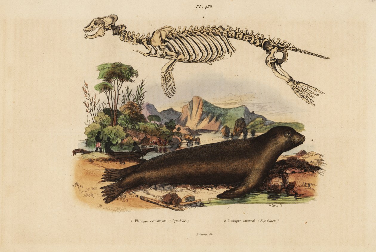Esqueleto de la foca común, Phoca vitulina 1, y león marino australiano, Neophoca cinerea 2 de Unbekannt