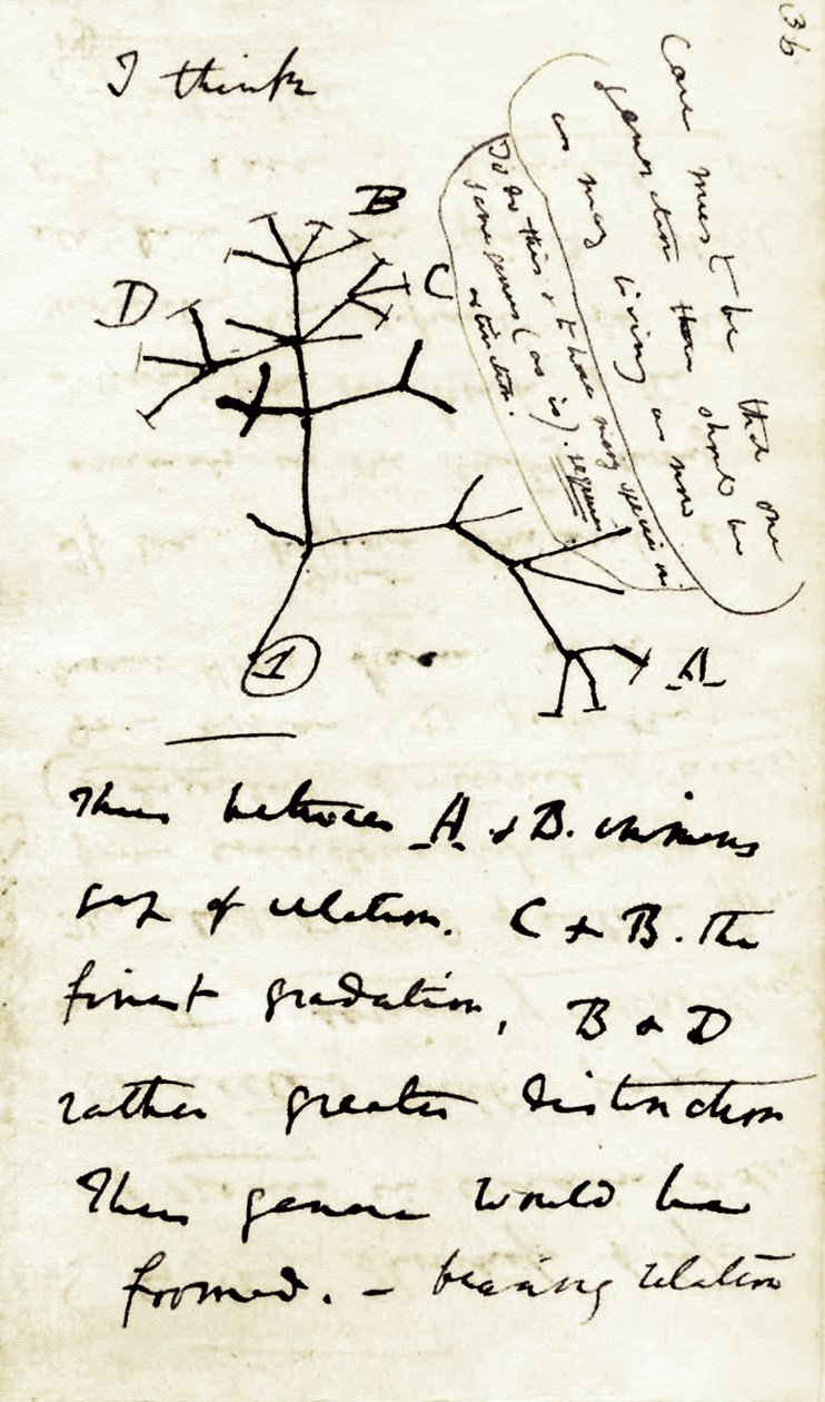 Boceto de Charles Darwin (1809-1882) de su primer cuaderno "Transmutación de las especies": se trata de su primer diagrama referido a su teoría de la Evolución. 1837 de Unbekannter Künstler