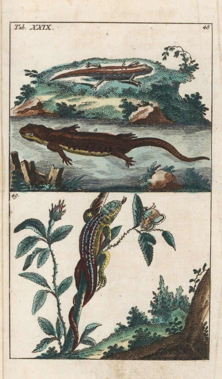 Tritón liso o común y lagarto de arena - Agua fuerte de Gottlieb Tobias Wilhelm (1758-1811), de Encyclopedie of Natural History: Anfibios de Unbekannter Künstler