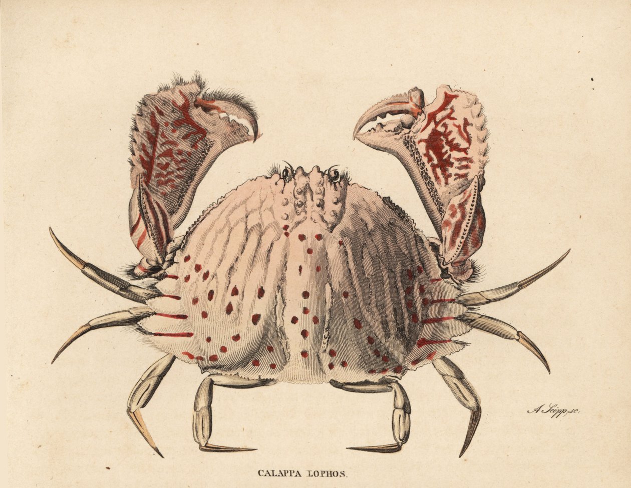 Cangrejo de caja liso o de manchas rojas, Calappa calappa (Calappa lophos). Grabado en acero coloreado a mano por A. Scipp de la Galería de Historia Natural de Georg Friedrich Treitschke, Naturhistorischer Bildersaal des Thierreiches, Liepzig-1842. de Unbekannter Künstler