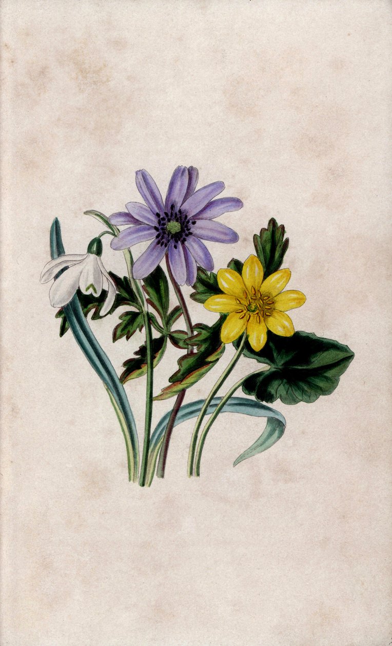 Penacho de nieve, anémona azul y celidonia pequeña. Litografía de Louisa Anne Twamley (1812-1895) en Our Wild Flower, Charles Tilt, Londres, Inglaterra. de Unbekannter Künstler