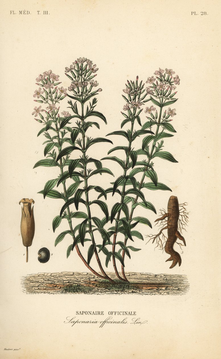 Jabonera, Saponaria officinalis de Unbekannt
