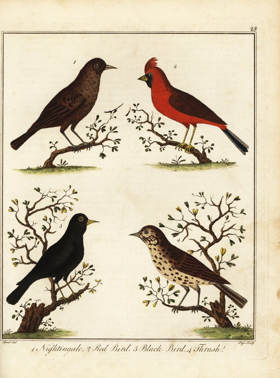 Pájaros cantores: ruiseñor, pájaro rojo, pájaro negro y tordo. 1792 (grabado) de Unbekannter Künstler