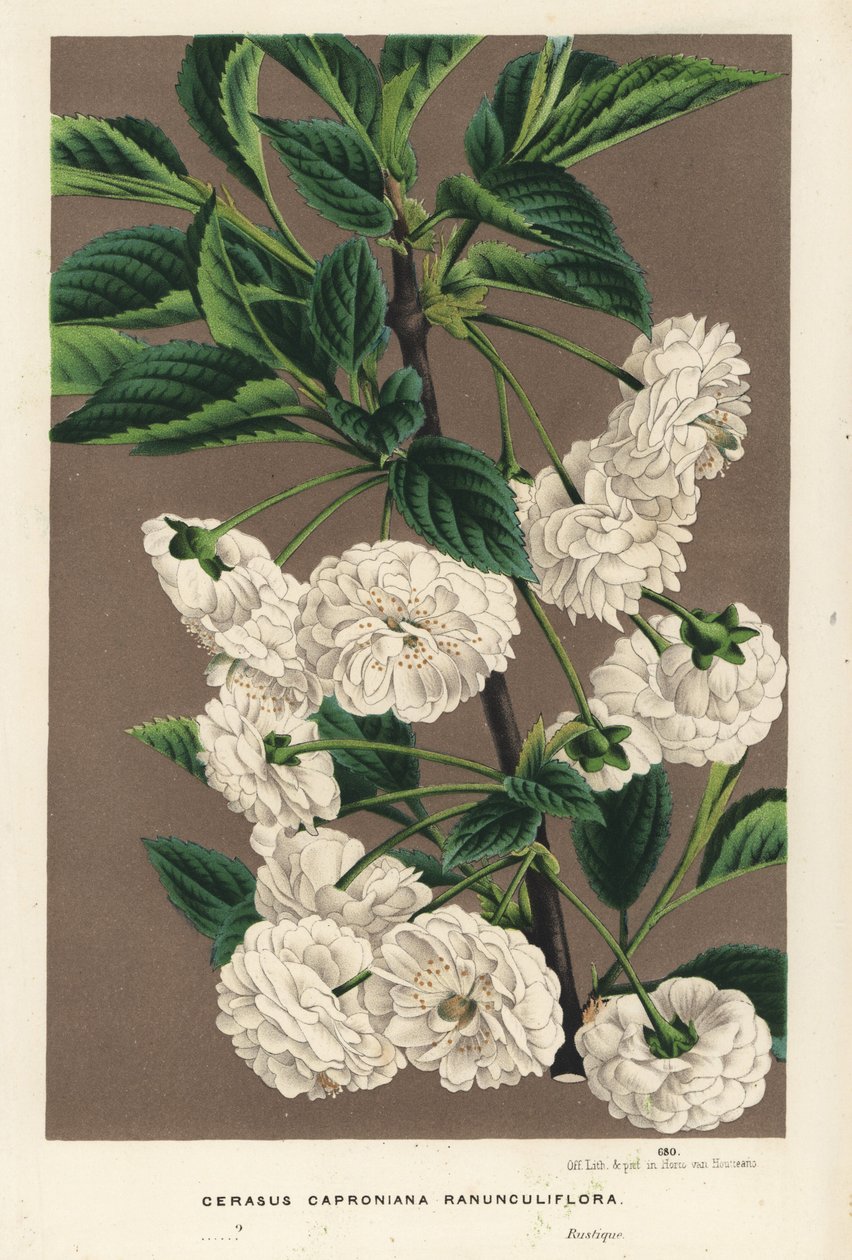 Cerezo ácido, Prunus cerasus (caproniana ranunculiflora). Litografía coloreada a mano de la obra de Louis van Houtte y Charles Lemaire Flores de los jardines e invernaderos de Europa, Flore des Serres et des Jardins de l