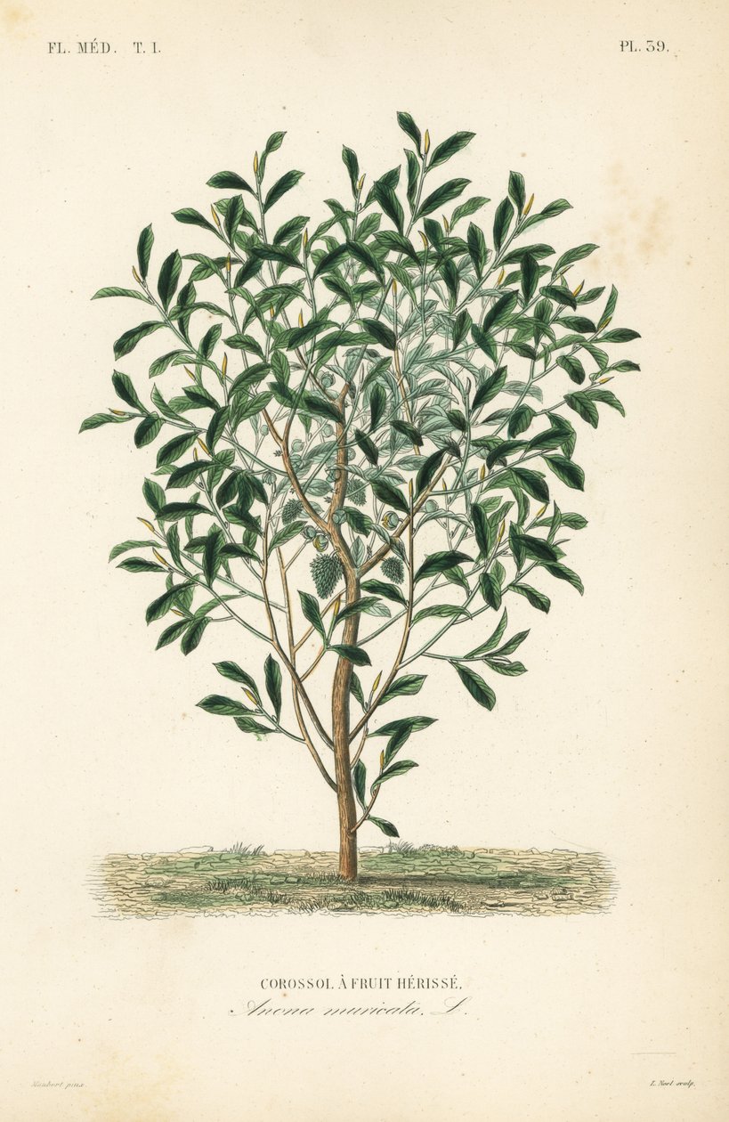 Guanábana, Annona muricata de Unbekannt
