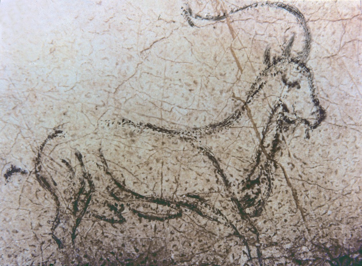 Cabra española, periodo paleolítico, c.40000-12000 a.C. (pintura rupestre) de Unbekannter Künstler