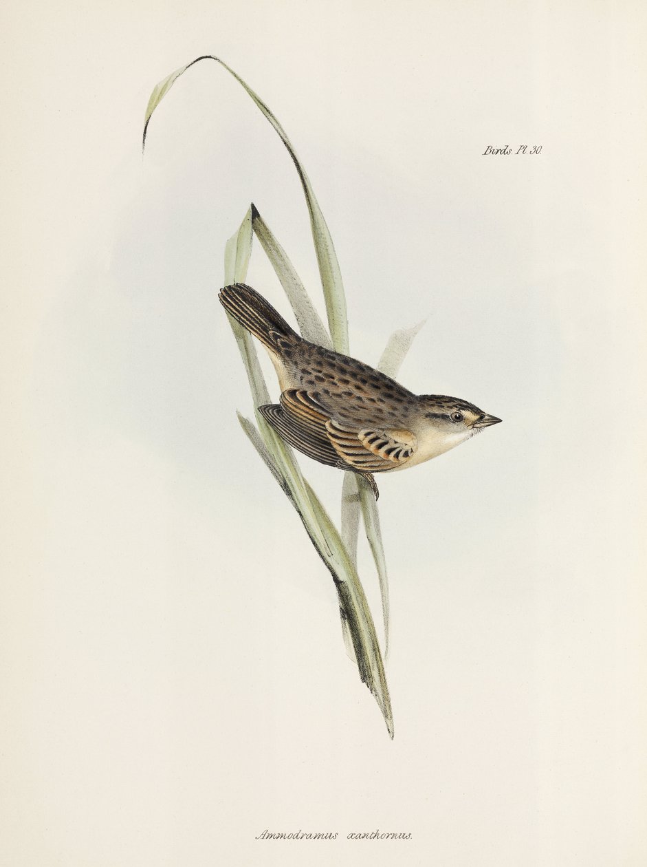 Gorrión o pinzón, c 1832-1836 de Unbekannter Künstler