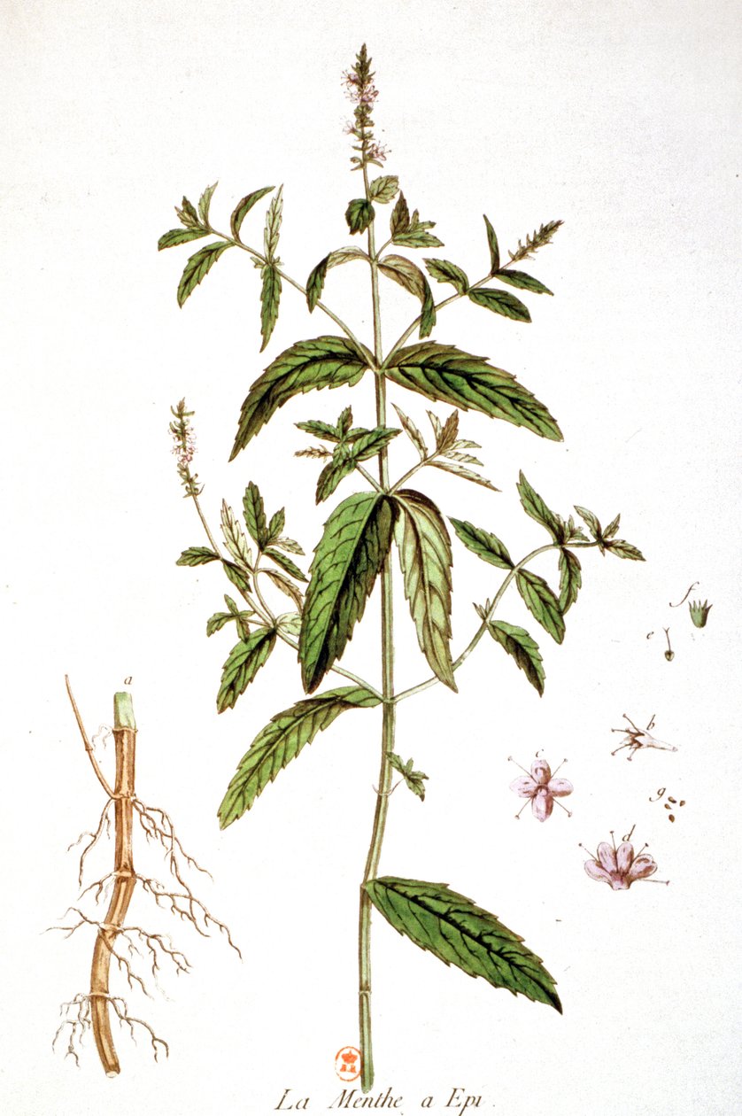Menta verde de Unbekannter Künstler