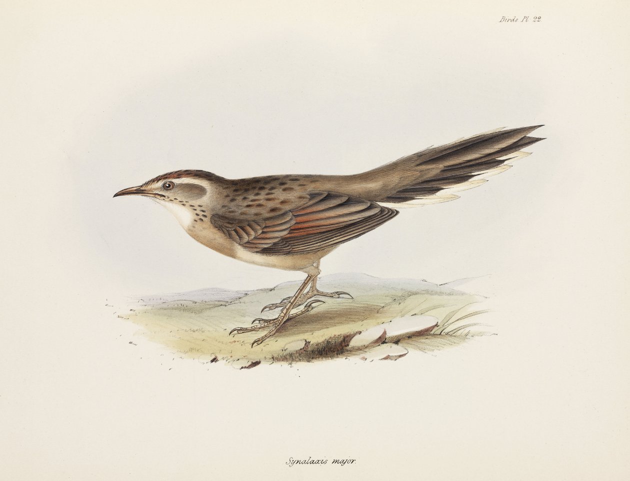 Cola de caballo, América del Sur, c 1832-1836 de Unbekannter Künstler